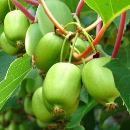 Bower kiwi vine seeds growing on trellis with lush green foliage