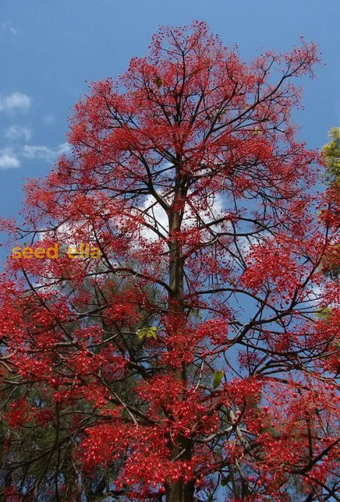 Brachychiton Acerifolius Tree Planting Seeds Plant Seeds