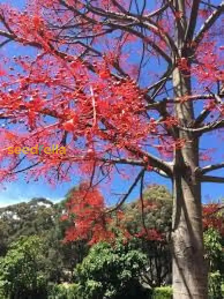 Brachychiton Acerifolius Tree Planting Seeds Plant Seeds