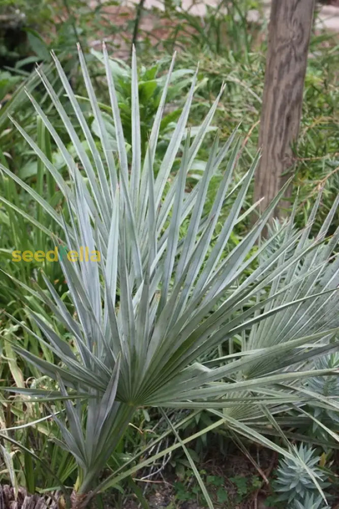 Brahea Decumbens Planting Seeds For Growing Plant Seeds