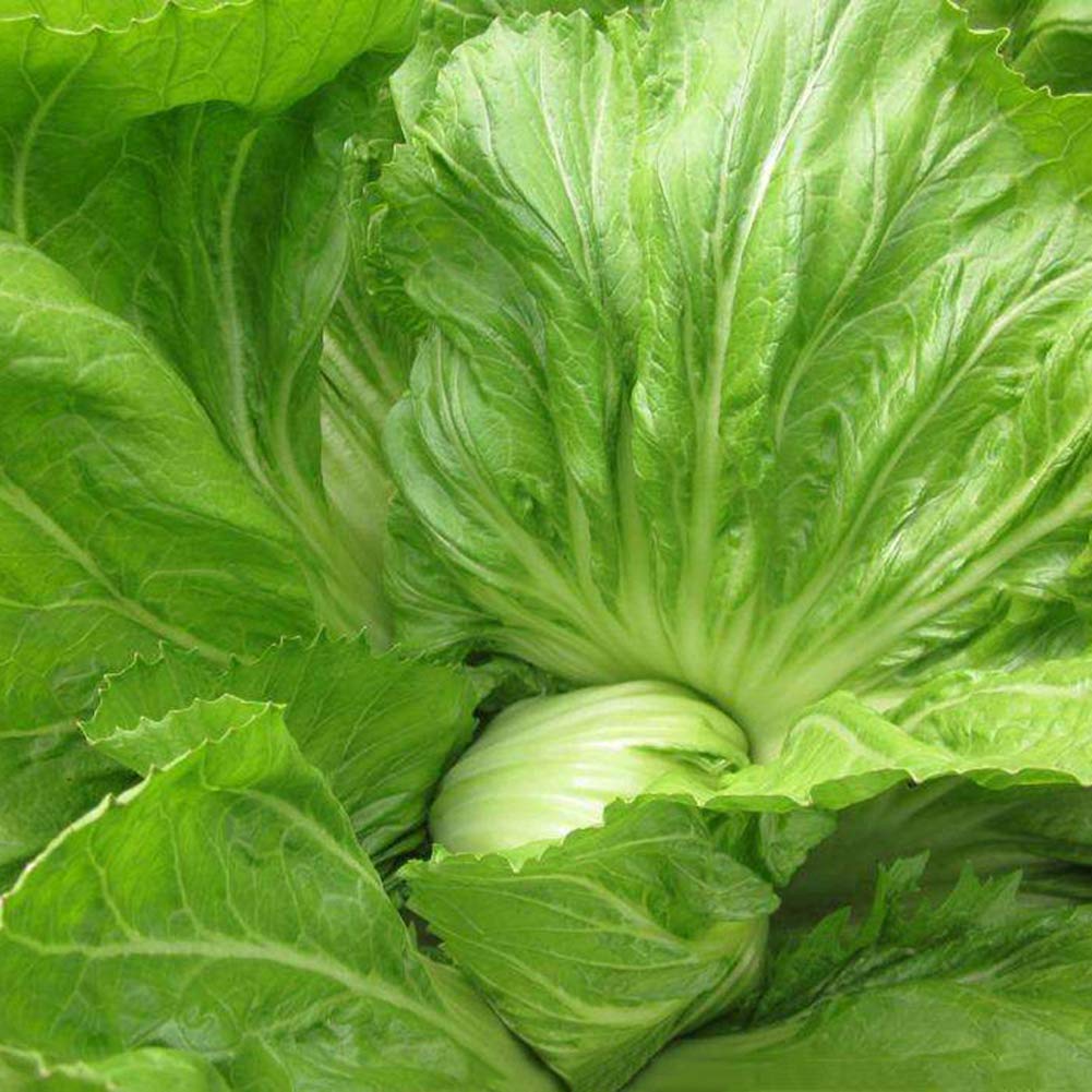 Brassica juncea leafy ornamental plant grown from seeds