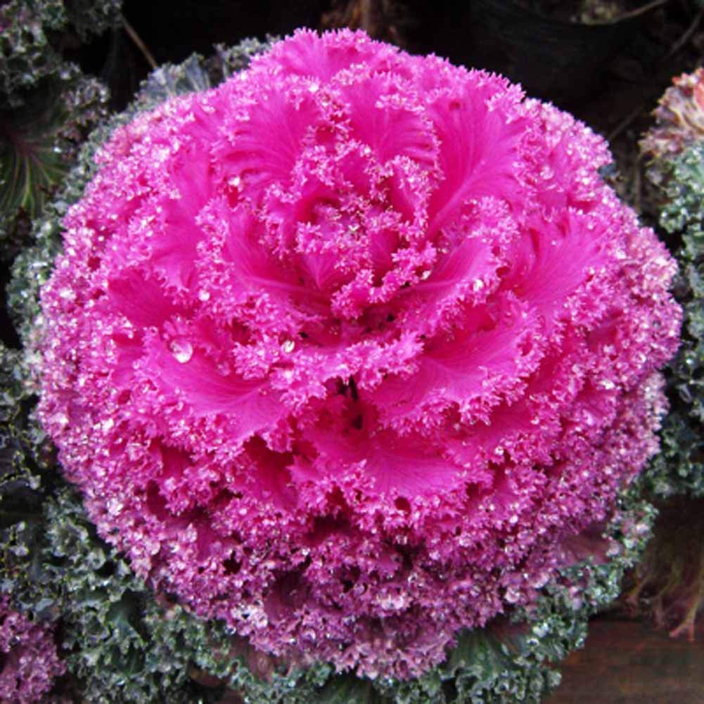 Brassica Oleracea Seeds for Planting