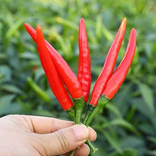 Brazilian maroon chili pepper plant in garden