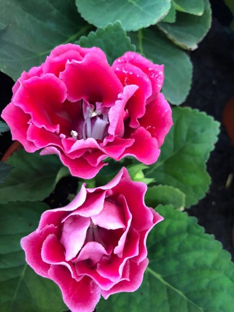 Brazilian Gloxinia Pink Flower Seeds for Planting