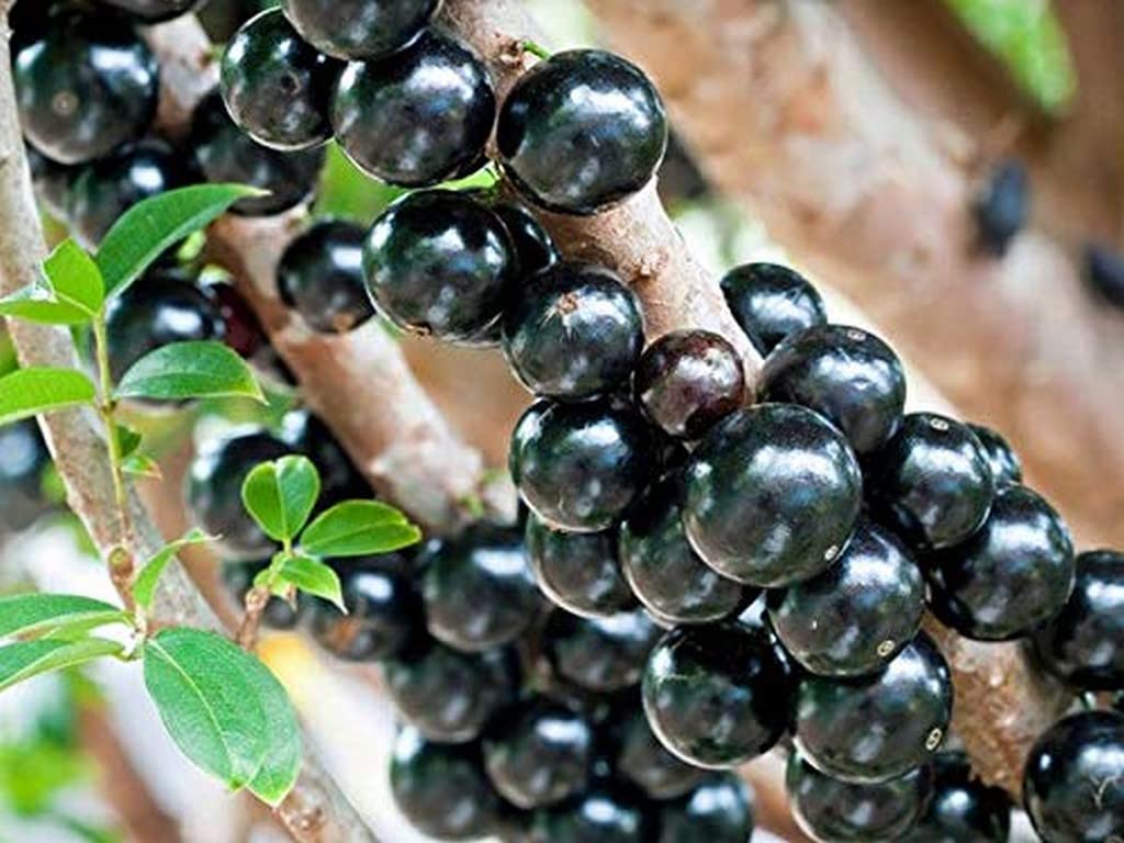 Brazilian grape tree seeds Jabuticaba bonsai exotic fruit plant with purple fruits