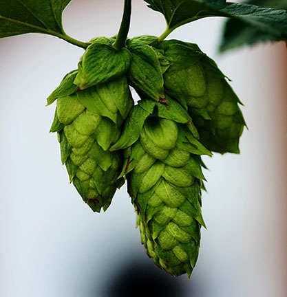 Fresh hops cones used for beer brewing