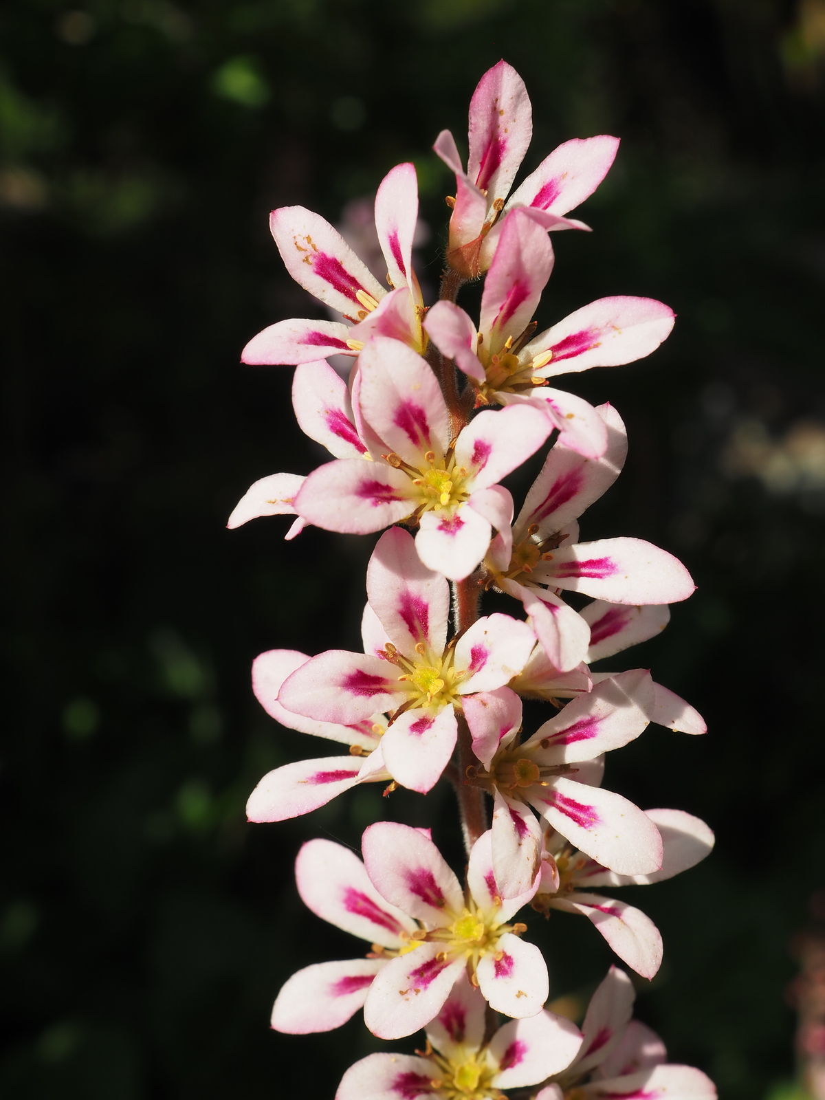 Evergreen foliage of Bridal Wreath perennial grown from seeds