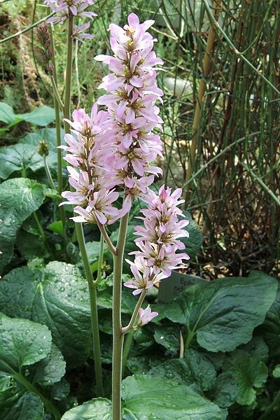 Bridal Wreath seeds Francoa appendiculata producing white and pink flower spikes