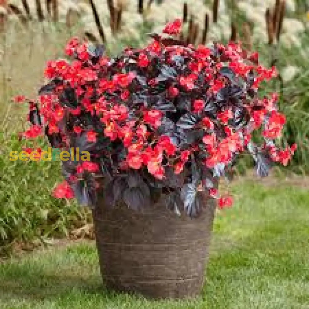 Bright Begonia Plant Seeds For Planting | Colorful Flower