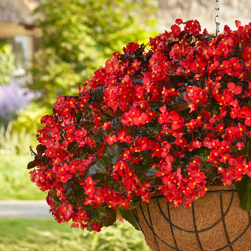 Bright Begonia Plant Seeds for Planting – Colorful Garden Blooms