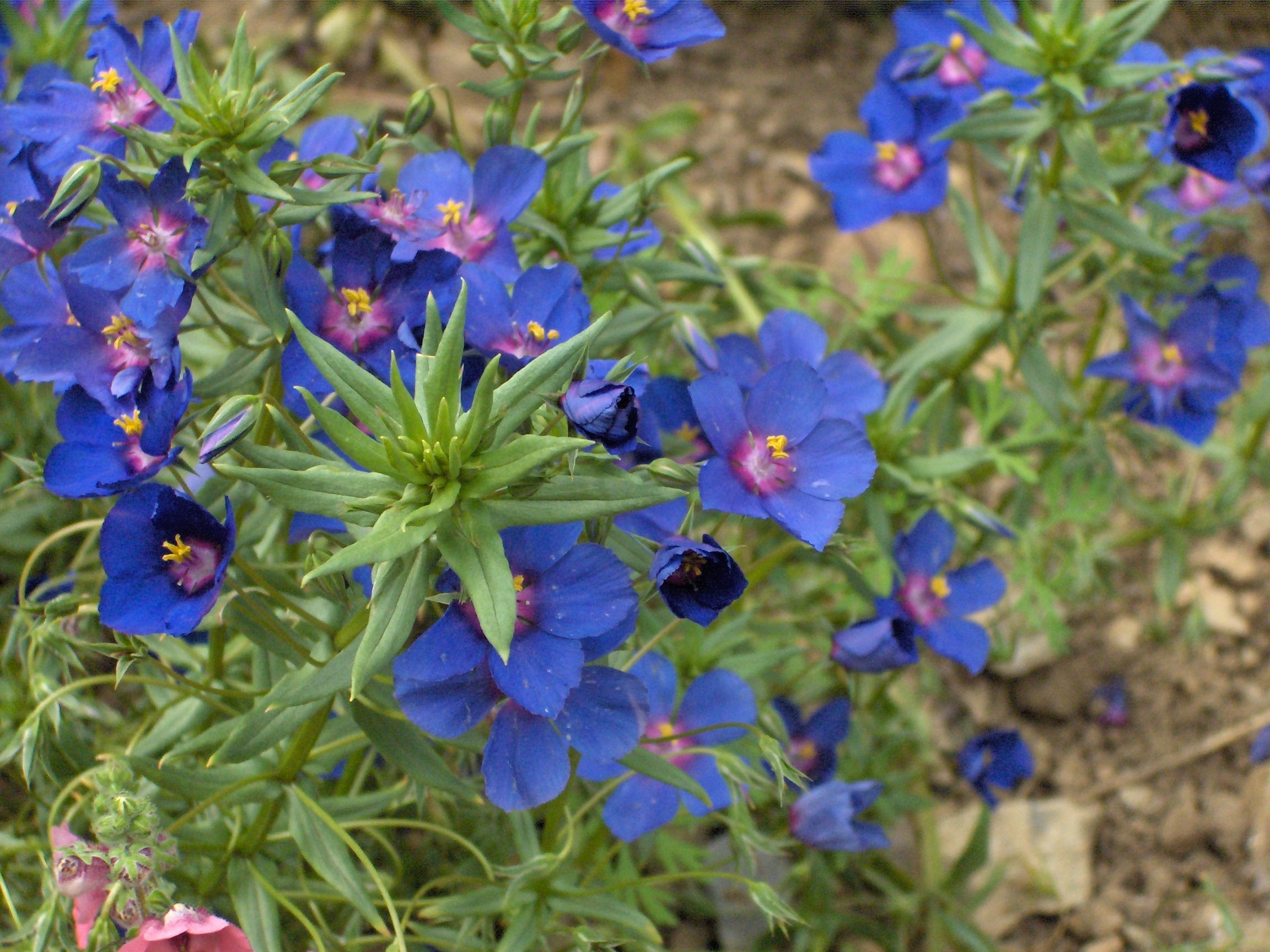 Bright Blue Anagallis Seeds – Compact Flowering Plant
