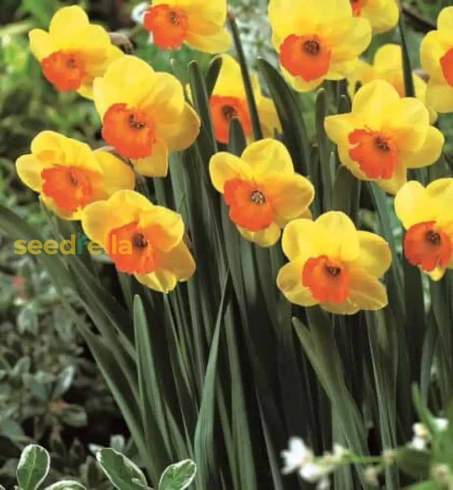 Easy to grow Daffodils Orange & Yellow seeds for containers and gardens
