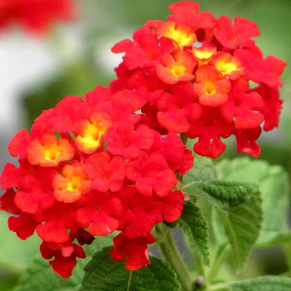 Non GMO Wandelrose plant seeds for easy growth