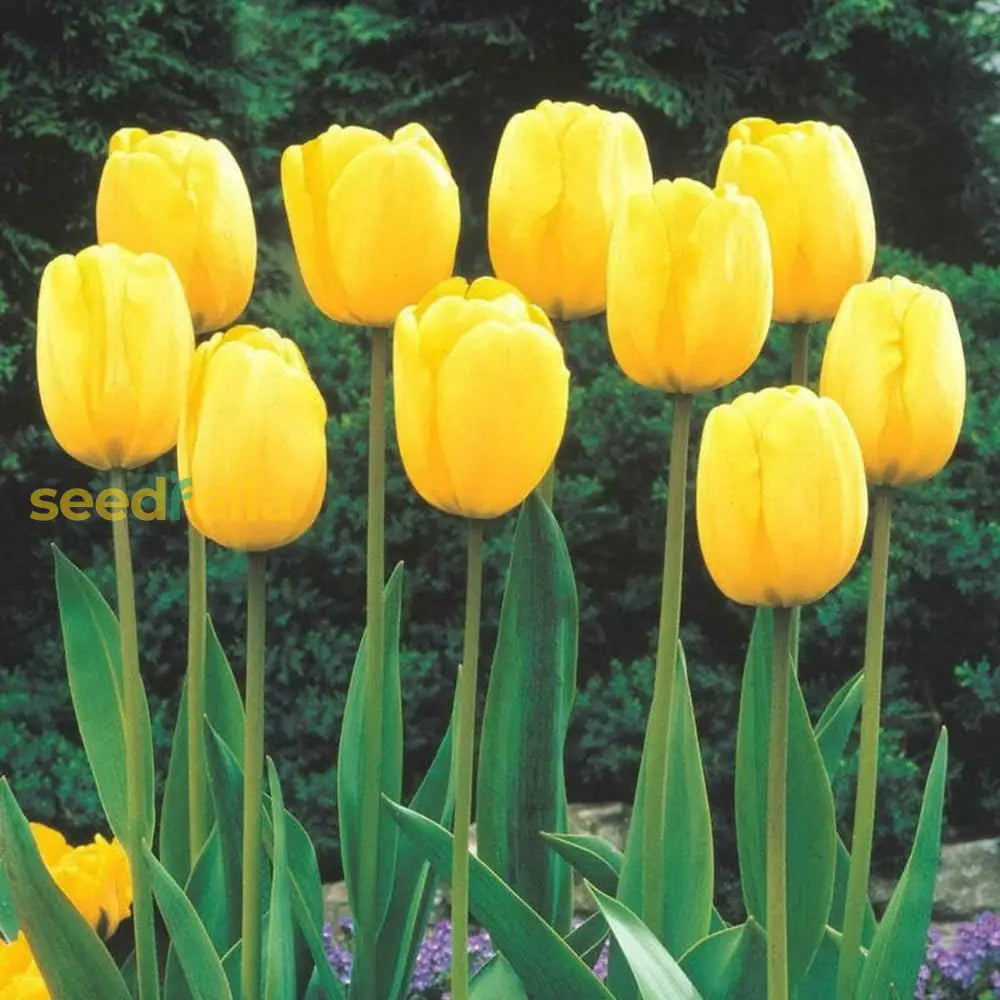 Bright Light Yellow Tulip Flower Seeds For Planting