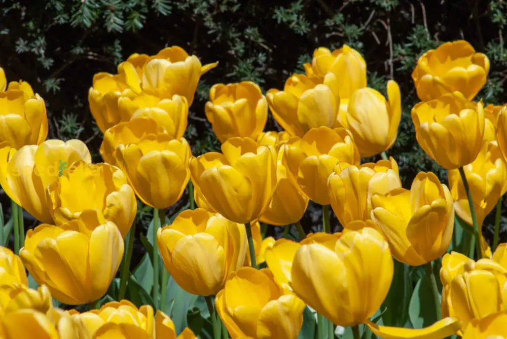 Bright Light Yellow Tulip Flower Seeds For Planting