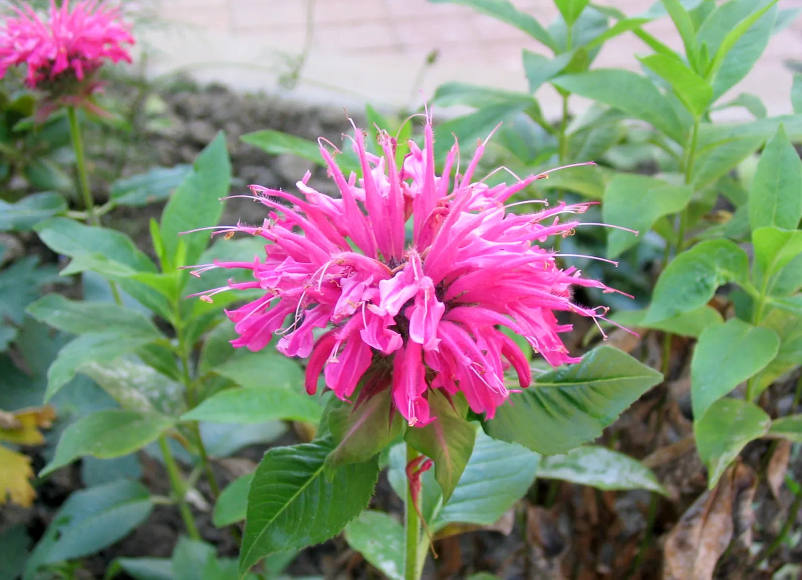 Monarda flower seeds for home garden planting