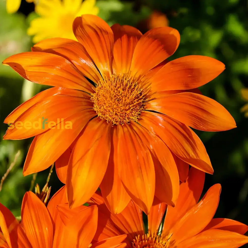 Bright Orange Gazania Flower Seeds For Easy Planting