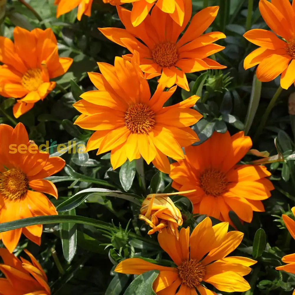 Bright Orange Gazania Flower Seeds For Easy Planting