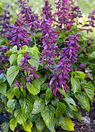 Bright Purple Salvia flowers from seeds thriving in containers