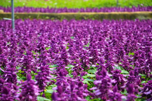 Bright Purple Salvia splendens Scarlet Sage seeds producing vivid purple blooms