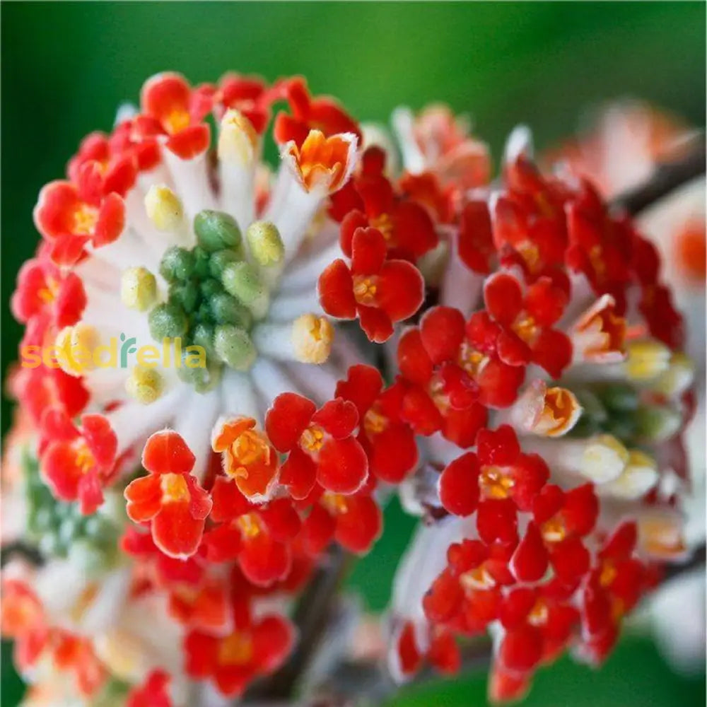 Bright Red Edgeworthia Flower Seeds - Easy Planting