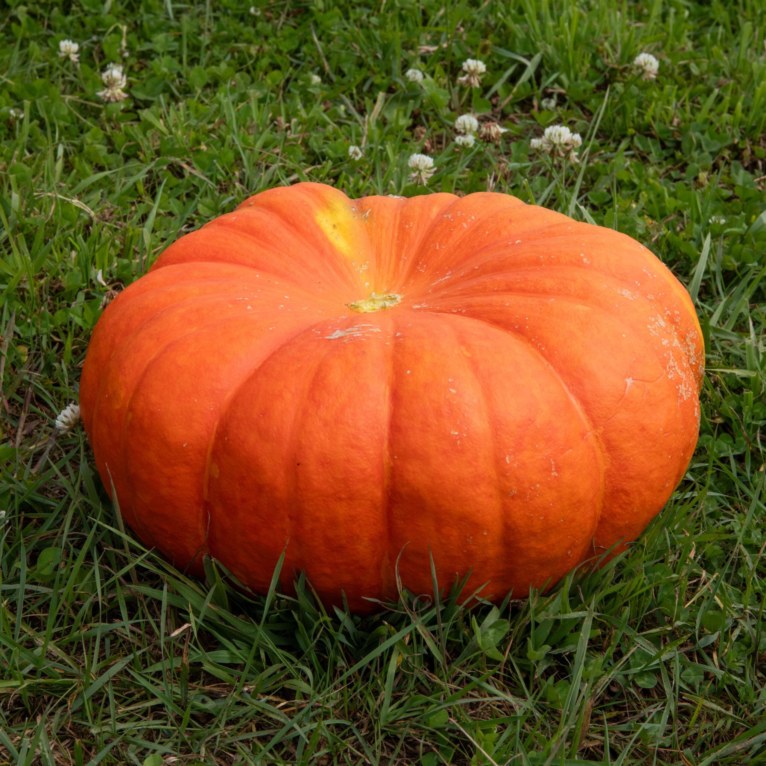 Bright Red French pumpkin seeds for planting