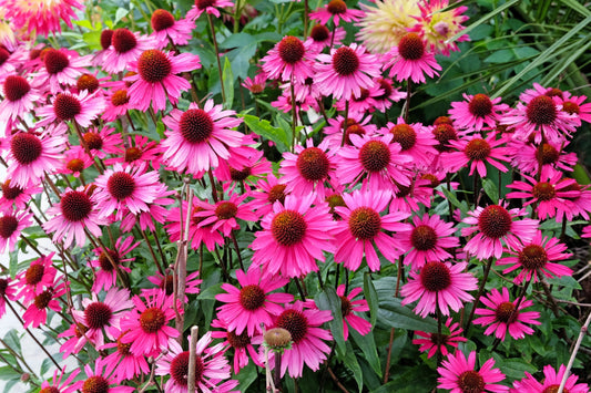 Bright Star Coneflower Echinacea purpurea seeds for planting