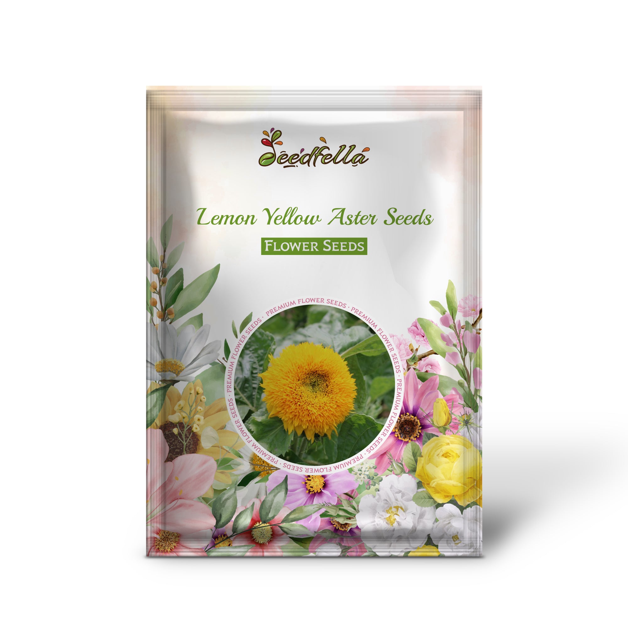 Bright Yellow Aster Blooms for Garden Borders