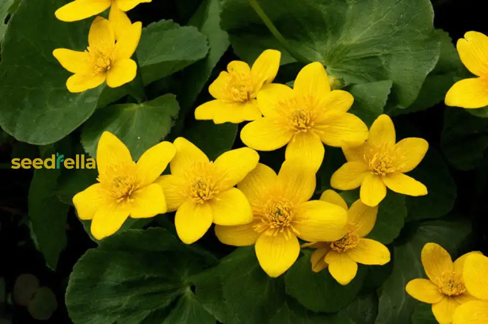 Bright Yellow Caltha Palustris Seeds For Planting  Vibrant Perennial Flowers Garden Wetlands Flower