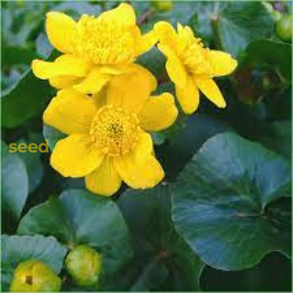 Bright Yellow Caltha Palustris Seeds For Planting  Vibrant Perennial Flowers Garden Wetlands Flower