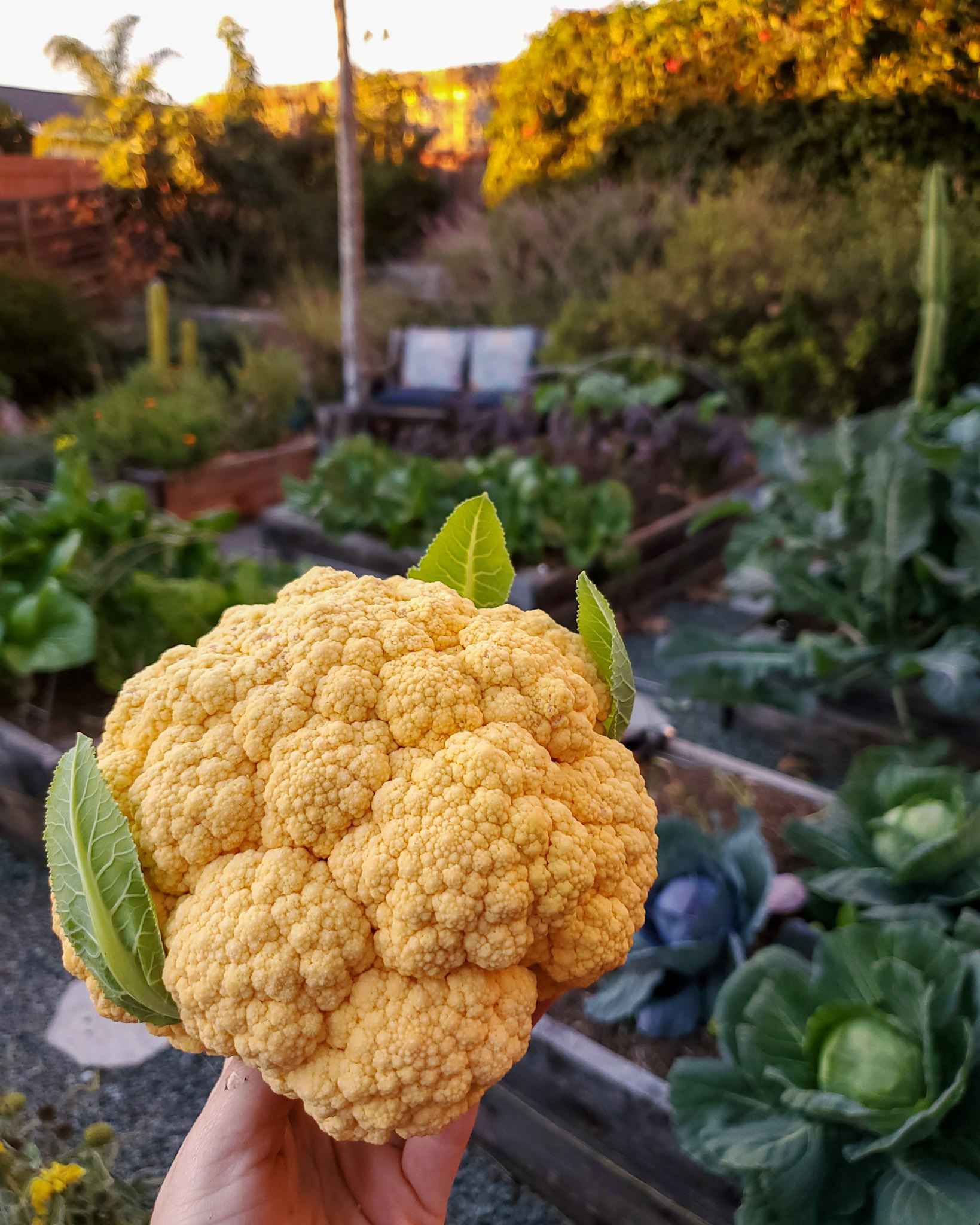 Bright yellow cauliflower grown from quality seeds