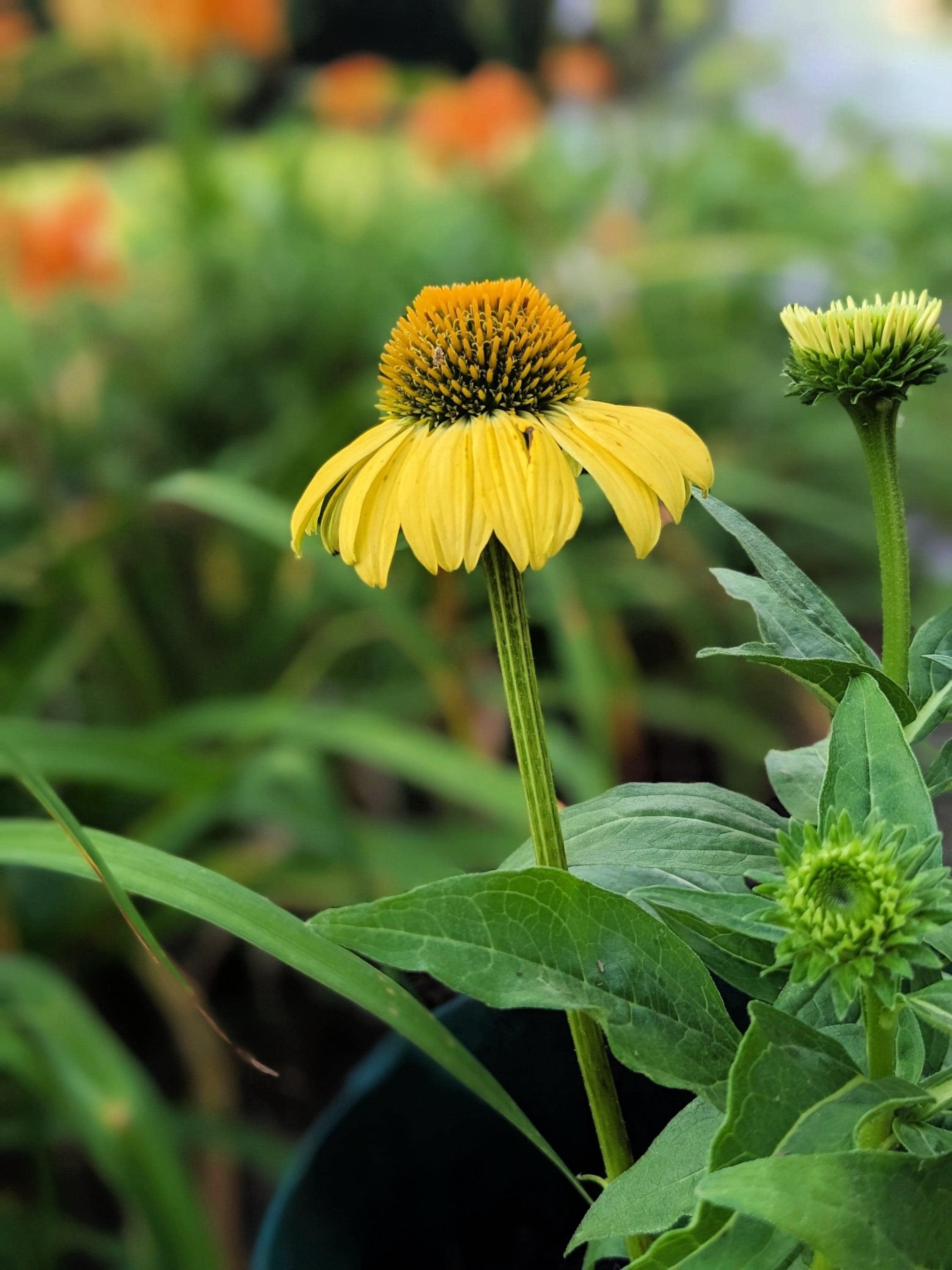 Mature Bush’s Coneflower with tall upright stems