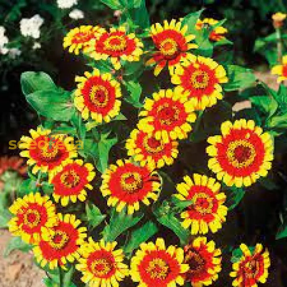 Bright Yellow Red Zinnia Flower Seed Perfect For Planting Seeds