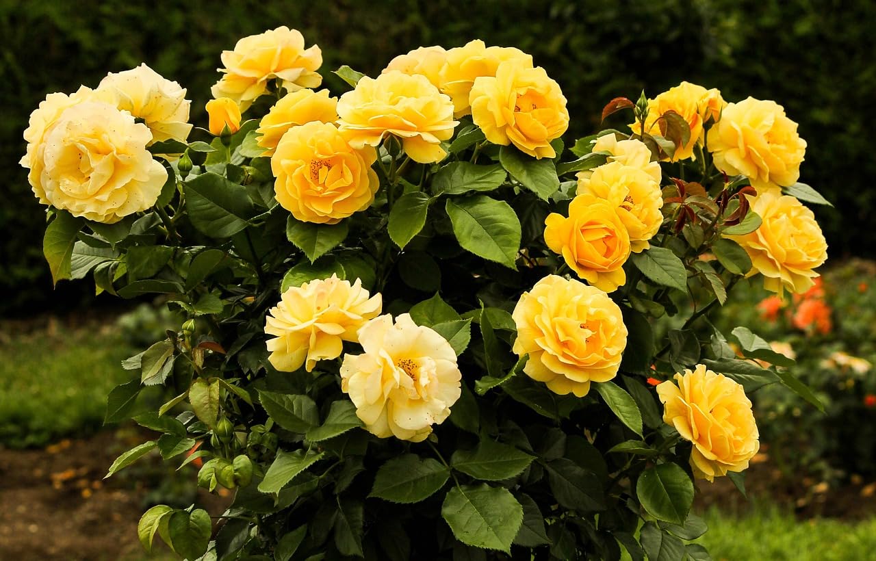 Bright Yellow Rose Bush in Bloom