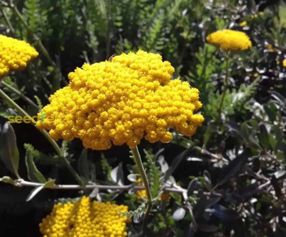 Bright Yellow Yarrow Flower Seeds For Easy Planting