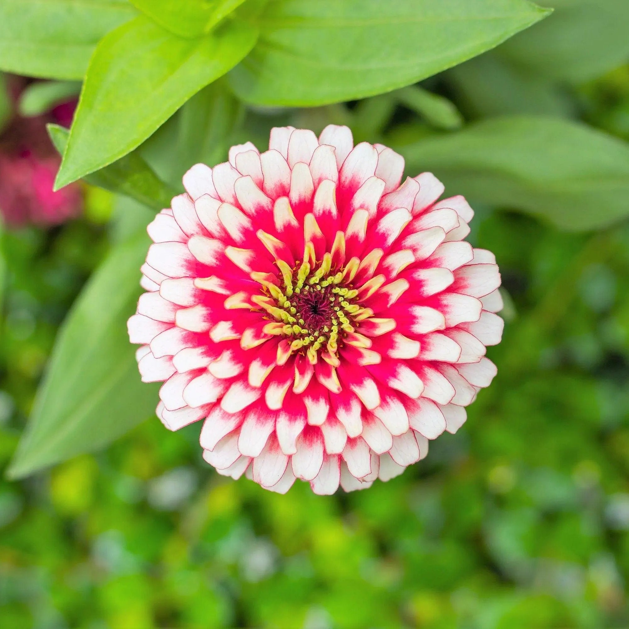 Bright white and pink Zinnia blooms in a garden bed