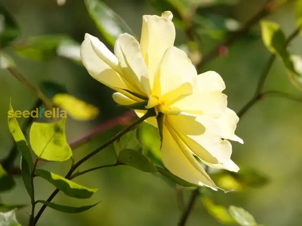 bright-yellow-garden-flower-seeds