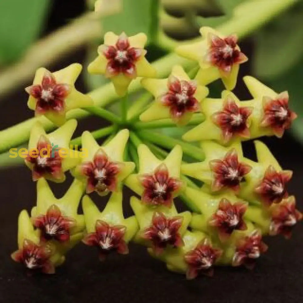 Brighten Your Garden With Hoya Flower Seeds - Light Yellow-Brown Blooms For Colorful Displays