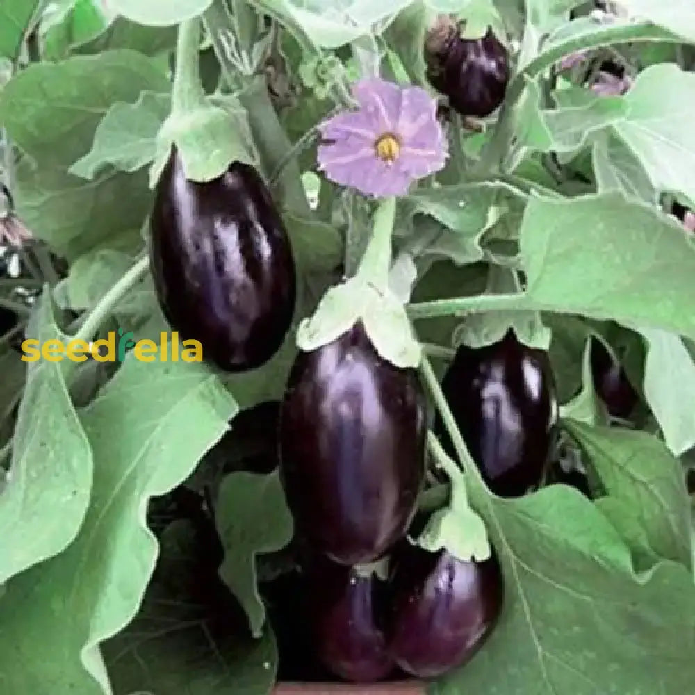 Brinjal Vegetable Seeds For Planting Seeds