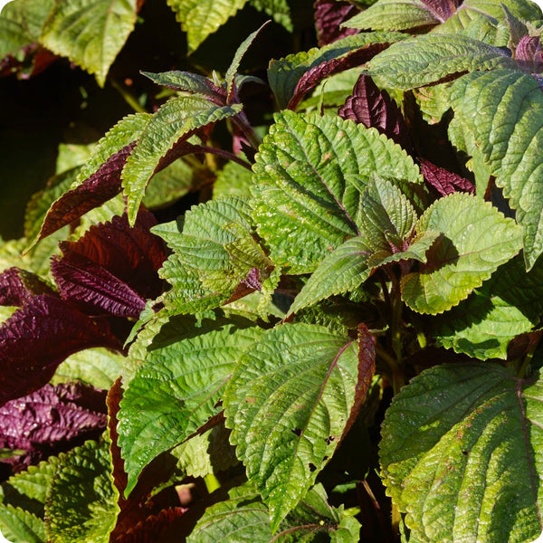 Britton Shiso seeds Perilla frutescens bi-colored foliage