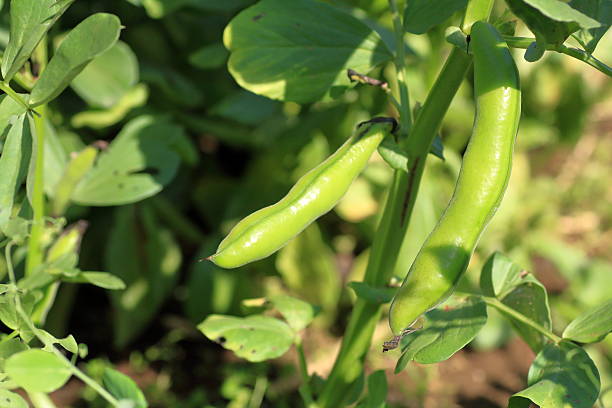Cool season Broad Bean seeds planting guide