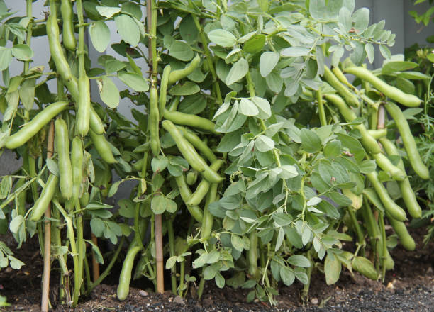 Broad Bean seeds Nutritious Pod non GMO for planting