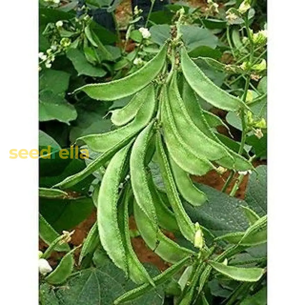 Broad Tripoli Bean Seeds Ã¢Â‚¬Â€Œ Premium Quality For Successful Planting Vegetable Seeds