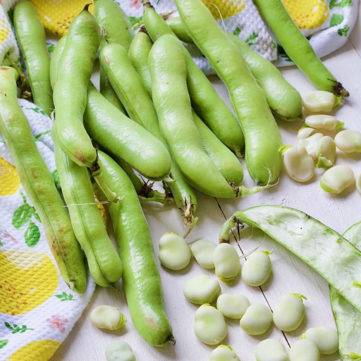 Broad Tripoli bean seeds non GMO for planting