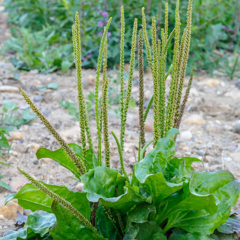 Broadleaf Plantain wildflower grown from seeds in naturalized area