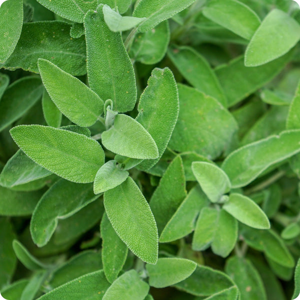 Broadleaf Sage seeds Salvia officinalis aromatic perennial plant