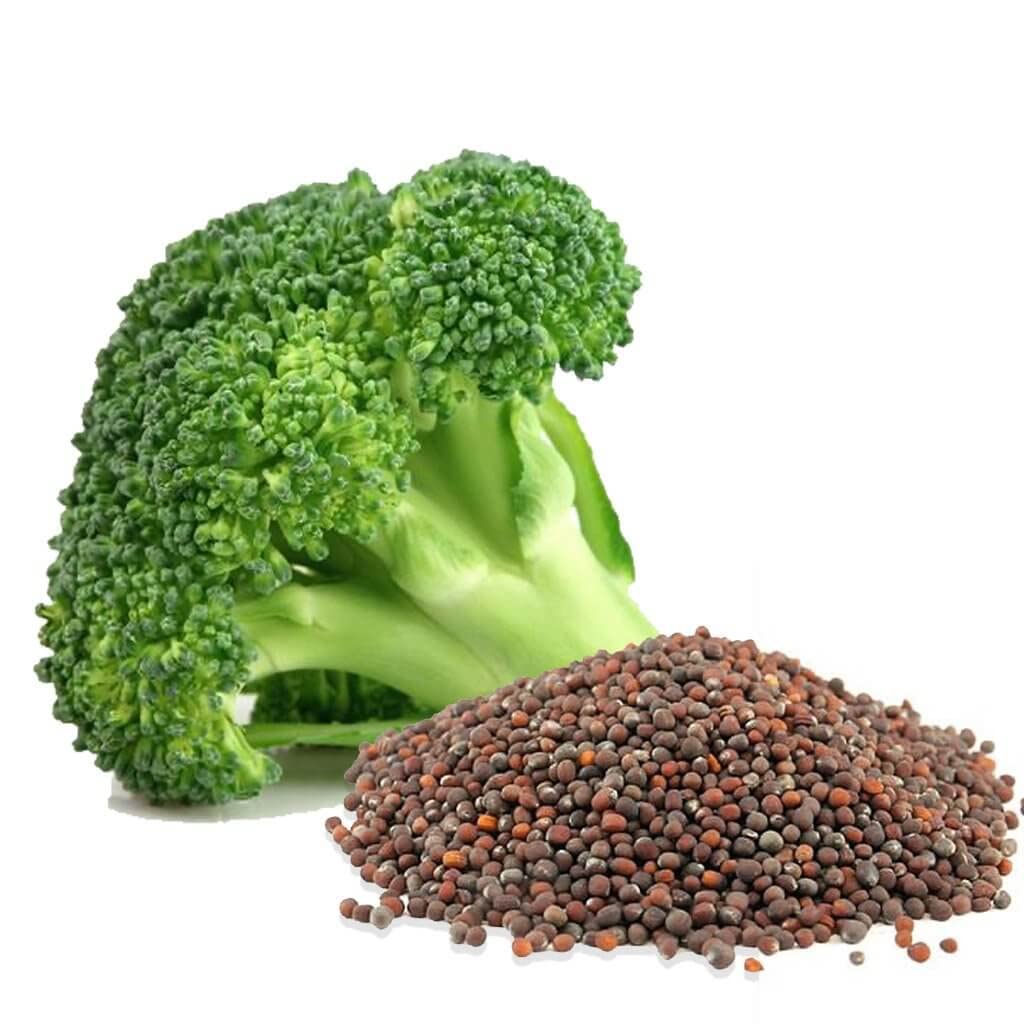 Broccoli seeds Brassica oleracea for home gardens
