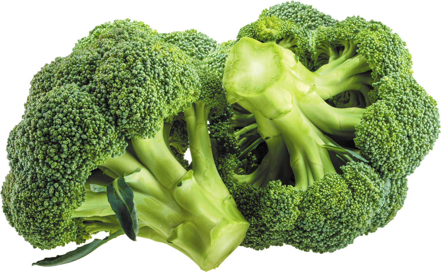 High germination Broccoli seeds variety