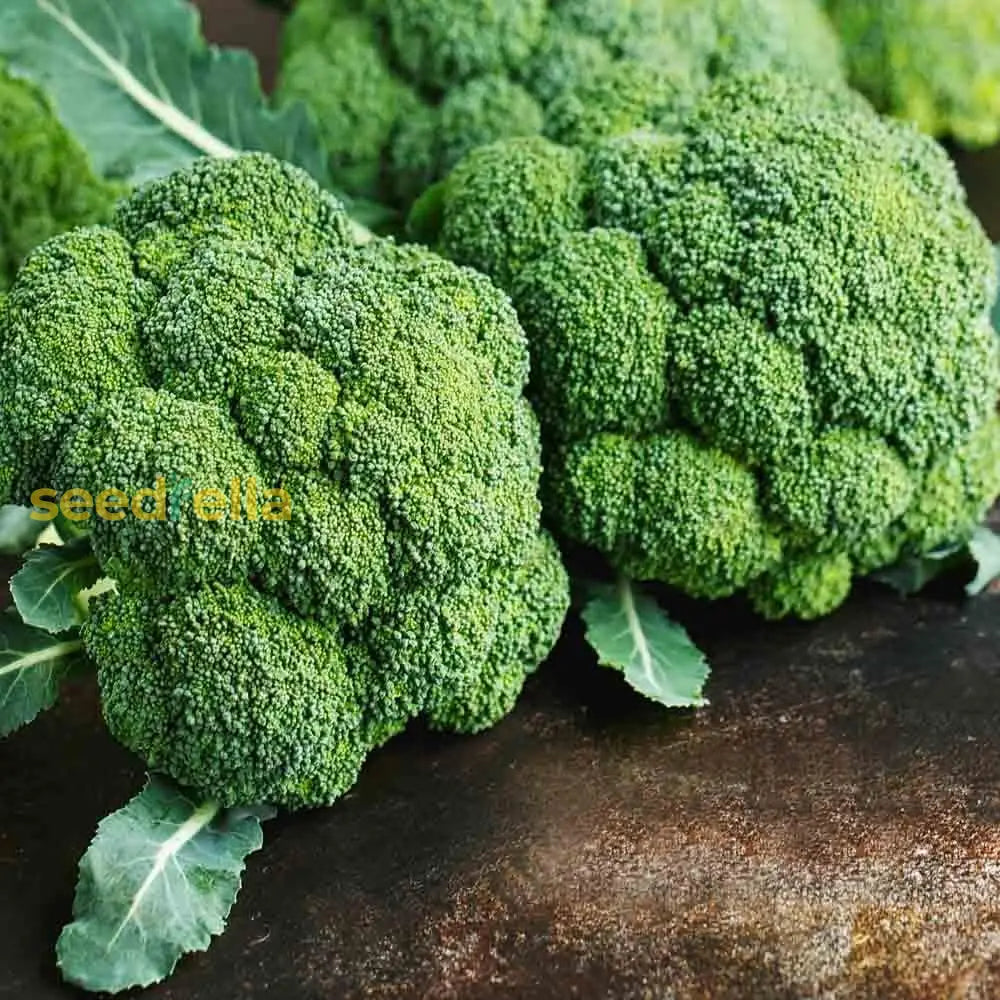 Broccoli Vegetable Seeds For Planting Nutritious Greens Seeds