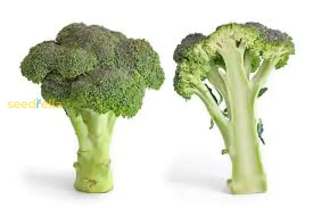 Broccoli Vegetable Seeds For Planting Nutritious Greens Seeds